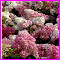 Hydrangea paniculata Vanille fraise