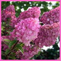 Hortensia - Hydrangea paniculata Sundae Fraise