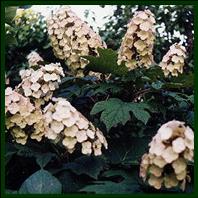 Hortensia  feuilles de chne